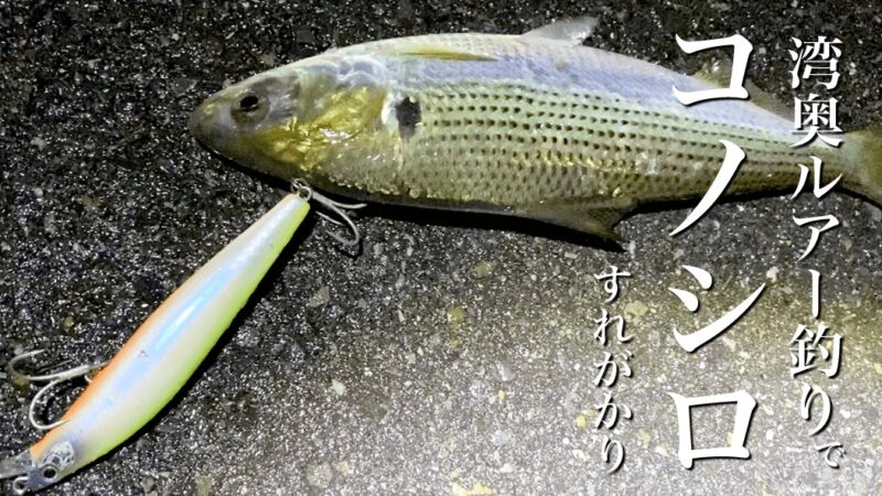 湾奥ルアー釣りでタチウオ狙うもコノシロすれがかり…