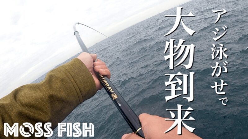 アジ泳がせ釣りで大物到来！も…メーター級のサメ（笑）
