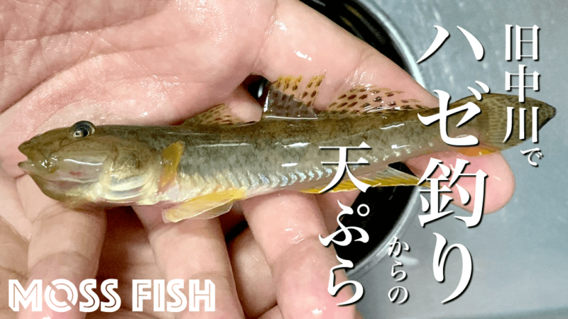 東京旧中川でマハゼ釣り！11月晩秋の良型ハゼを絶品天ぷらに