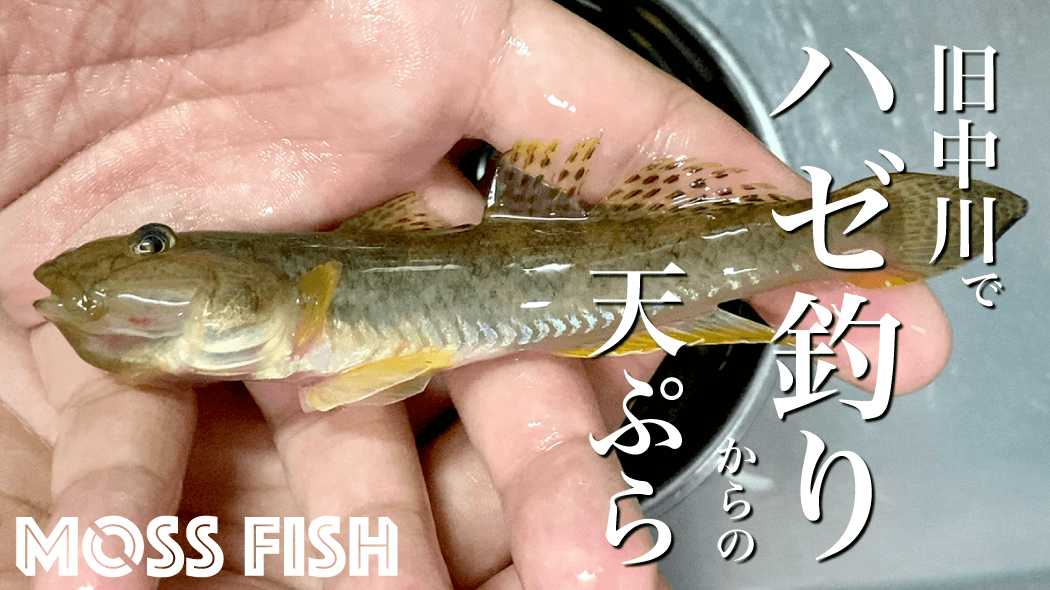 メバルの漬け丼とクジメの天ぷら＋カニの味噌汁で釣りメシ定食