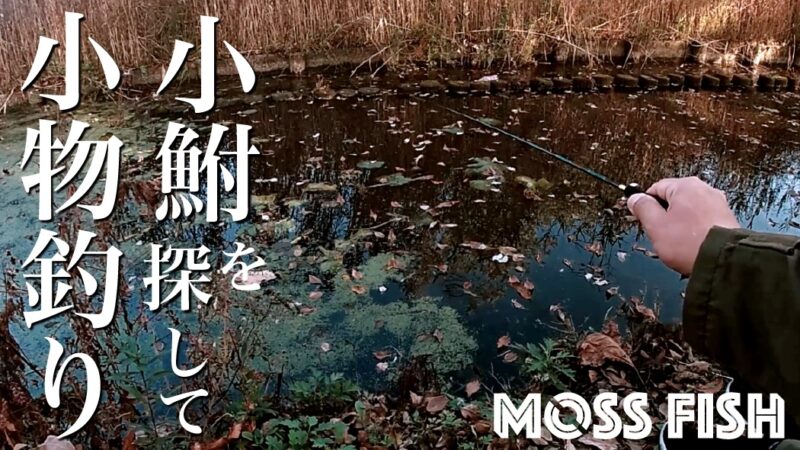 小鮒を探して秋の小物釣り！水元公園でクチボソ（モツゴ）とフナを釣る