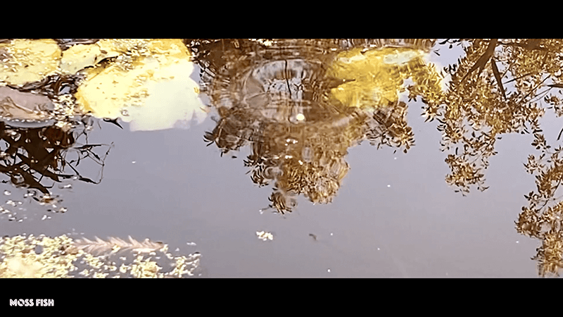 小鮒を探して秋の小物釣り！水元公園でクチボソ（モツゴ）とフナを釣る