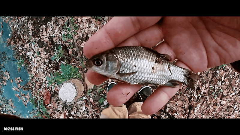 小鮒を探して秋の小物釣り！水元公園でクチボソ（モツゴ）とフナを釣る