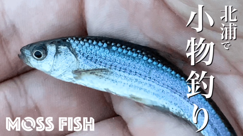 北浦周りのホソで小物釣り！初冬にタナゴ仕掛けでクチボソを釣る