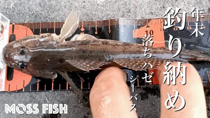 落ちハゼを釣る！年末冬の中川でマハゼとシーバス釣り納め