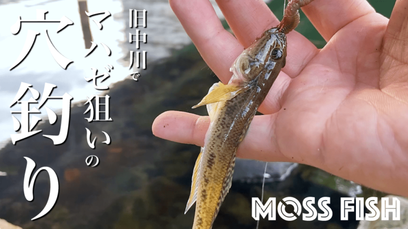 旧中川でマハゼ狙いの穴釣りとタナゴ竿展とサイクリング【12月冬】