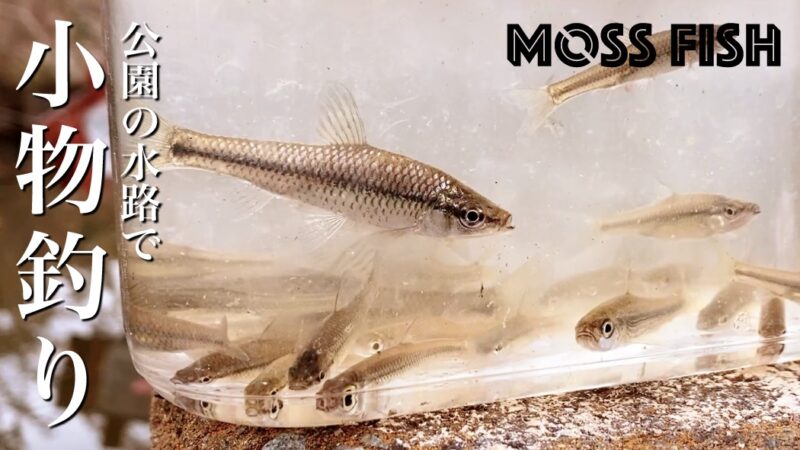 初冬の小物釣り！タナゴ仕掛けで釣るクチボソin水元公園