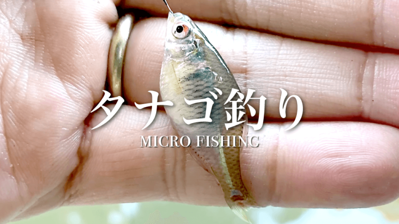 冬のタナゴ釣り！自作タナゴ竿で小物釣り｜釣り堀「釣パラダイス」