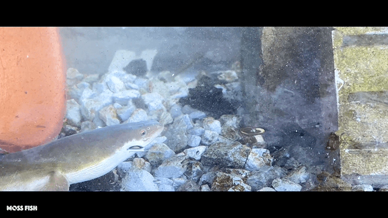 真冬のウナギ釣りでぶっとい鰻を釣る！脂がのった絶品うな重に