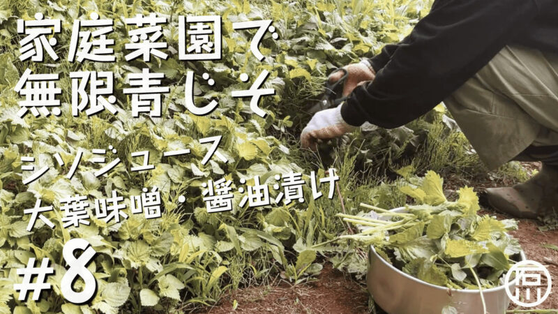 家庭菜園で無限青じそ！しそジュース・大葉味噌・醤油漬けでシソ三昧