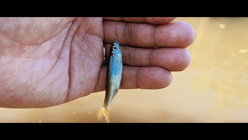 小鮒が釣りたい！タナゴ仕掛けを使い田んぼのホソで小物五目釣り