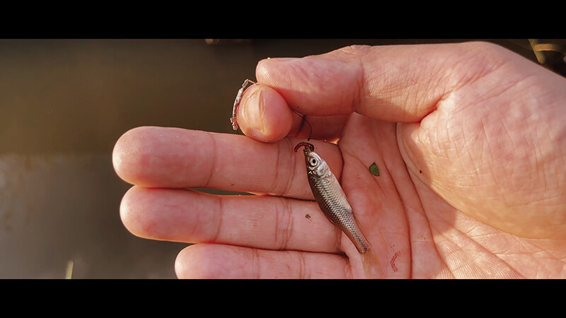 小鮒が釣りたい！タナゴ仕掛けを使い田んぼのホソで小物五目釣り