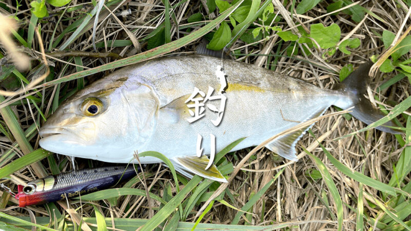 ショゴ（カンパチ）がトップで出た！釣った後は刺身にしたら絶品！！