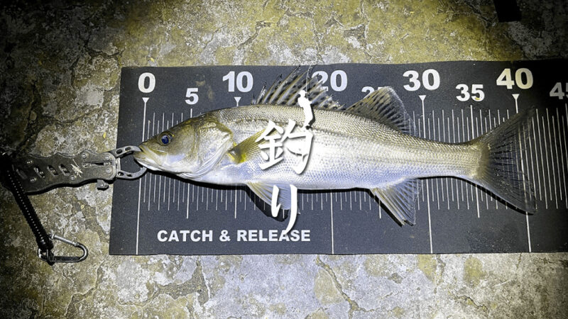 友人とシーバス釣行！楽しむもミニサイズばかり｜霞ヶ浦水系シーバス釣り