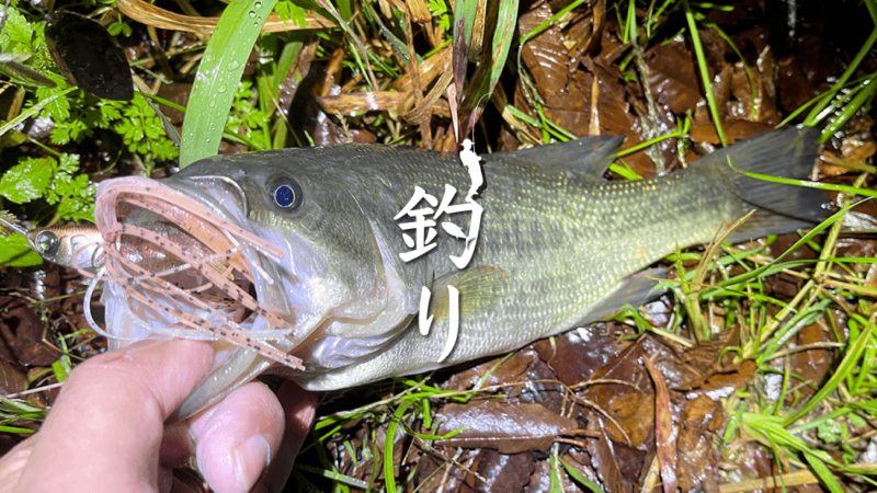 バスは夜釣りじゃ釣れないの？｜霞ヶ浦水系初心者ブラックバス釣り