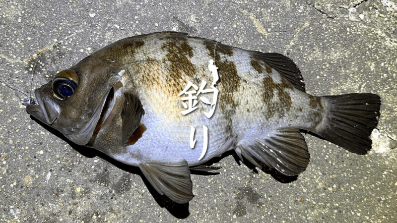 強風に翻弄されるメバリング…12月初旬冬のメバル釣り