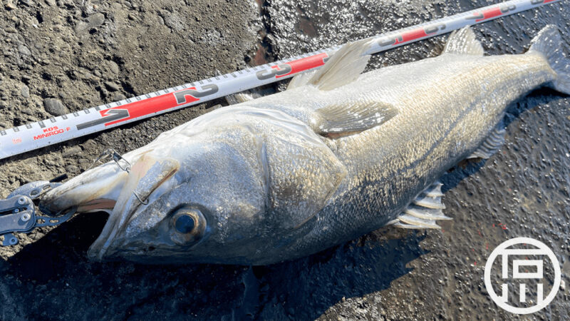 1月初旬冬のシーバス釣り！コノシロ泳がせで92cmのマルスズキ