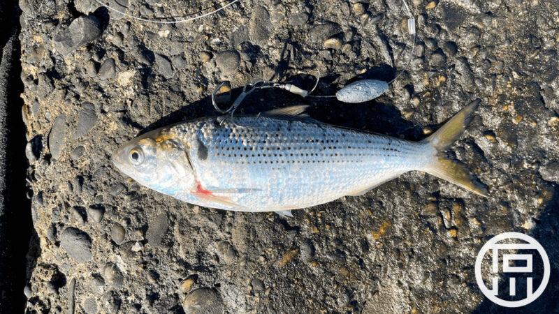 コノシロを引っ掛けてそのまま泳がせてシーバスを釣る！冬のスズキ釣り