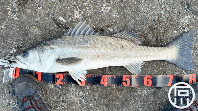冬のランカーシーバス！釣り初め一発目にブローウィンで80cm超えのスズキ