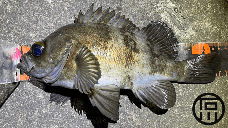 念願の尺メバル！真冬のメバリングで32cmメバルが釣れた