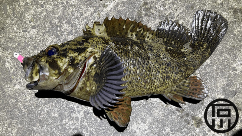 メバリング合間にムラソイを狙う！抜群の引きの強さに興奮の釣り