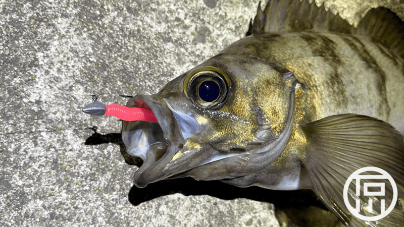 1月真冬の釣りにメバリング！冬にも反応をくれるメバルに感謝