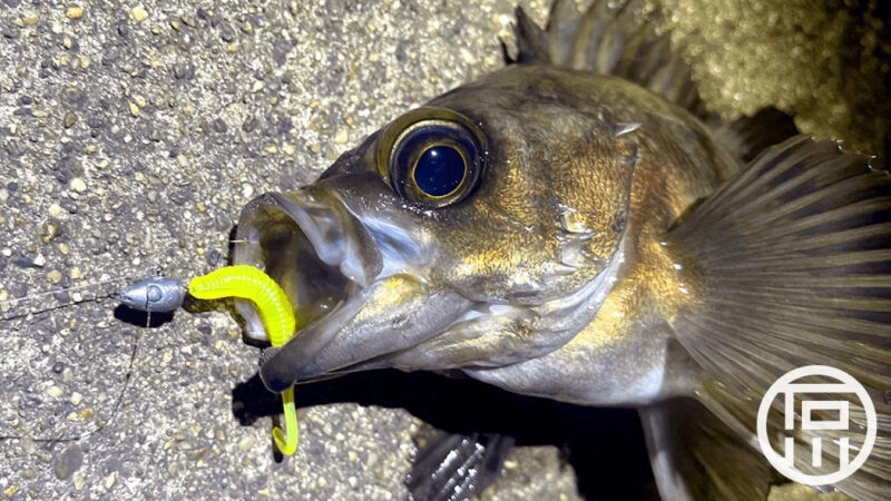 強風の中でもメバリング！釣ったメバルで塩焼き定食…旨い