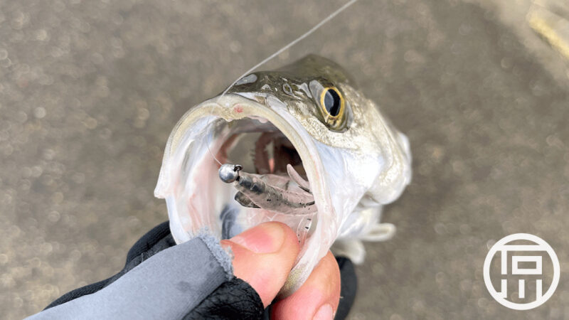 シラウオパターンでシーバスを釣る？？｜霞ヶ浦水系ブラックバス釣りブログ