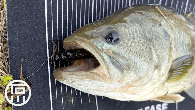サカナサカナでチビバス2匹…厳しい春のバス釣り｜霞ヶ浦水系ブラックバス釣りブログ