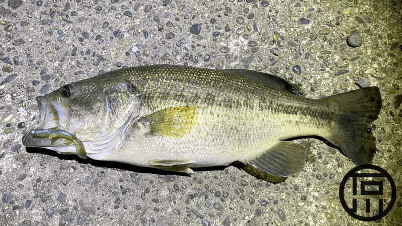 夜の北浦で粘って一匹…バス夜釣り！｜霞ヶ浦水系ブラックバス釣りブログ