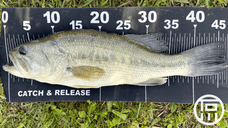 前川でアフタースポーンバス47cm｜霞ヶ浦水系ブラックバス釣りブログ