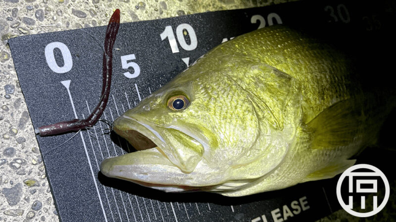 バス夜釣りで45cm！ガンクラフトのベティでネコリグが◎｜霞ヶ浦水系ブラックバス釣りブログ