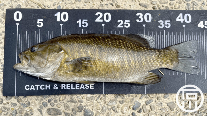 初スモールマウスバス釣り！鬼怒川・小貝川で最大43cm3匹ヒット！