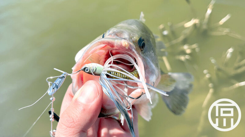 富士見池｜管釣りでバス釣り！冬も春もよく釣れて楽しい！！｜霞ヶ浦水系ブラックバス釣りブログ