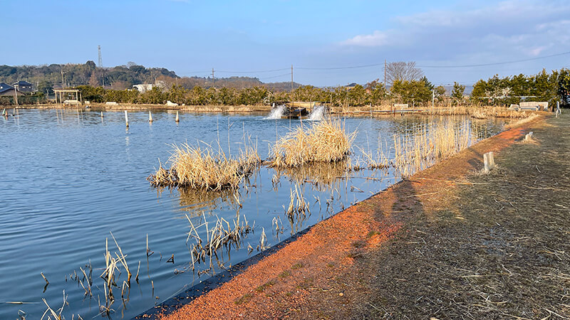 富士見池｜管釣りでバス釣り！冬も春もよく釣れて楽しい！！｜霞ヶ浦水系ブラックバス釣りブログ