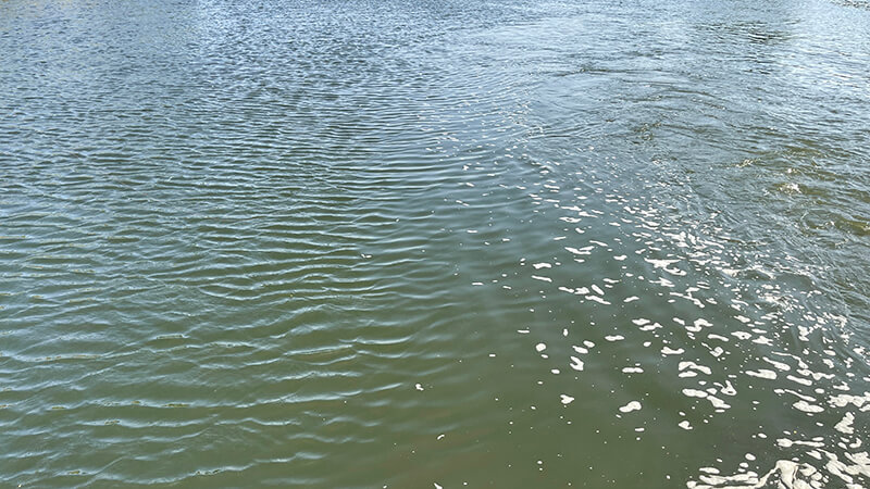 初スモールマウスバス釣り！鬼怒川・小貝川で最大43cm3匹ヒット！