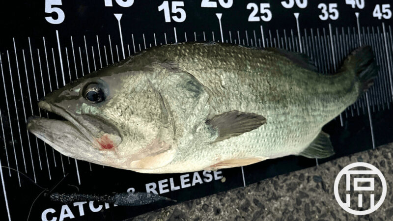 一日やっても出ないバス…日没ギリギリに一誠サカナサカナに救われた｜霞ヶ浦水系ブラックバス釣りブログ