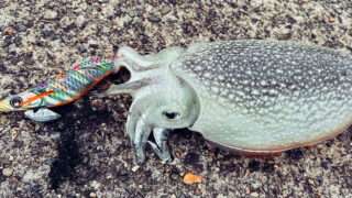 春のエギングでシリヤケイカを釣る！ズル引きと底放置で狙った初釣行