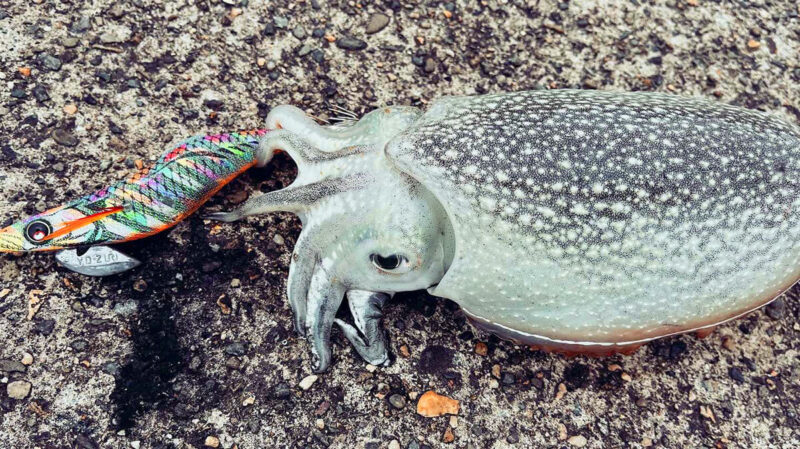 春のエギングでシリヤケイカを釣る！ズル引きと底放置で狙った初釣行