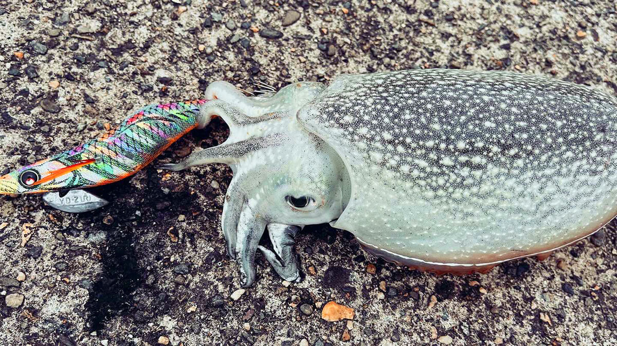 春のエギングでシリヤケイカを釣る！ズル引きと底放置で狙った初釣行