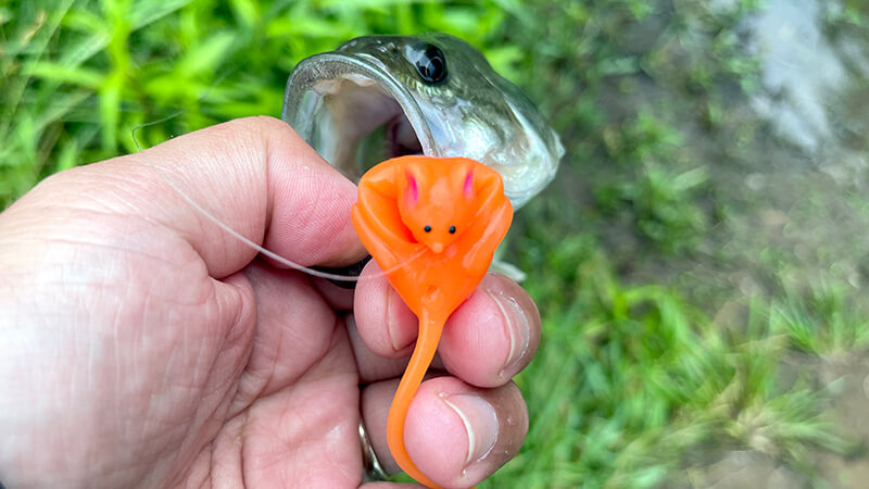 野良ネズミ・スピナーベイトで釣れるもサイズは伸びずな6月初旬春の釣行｜霞ヶ浦水系ブラックバス釣りブログ