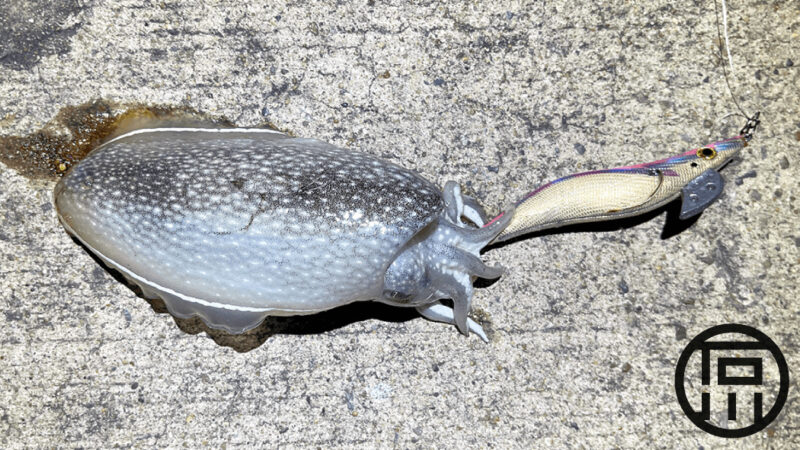 シリヤケイカも寝かせてイカ刺しにすると旨い！【シリヤケイカ釣り】