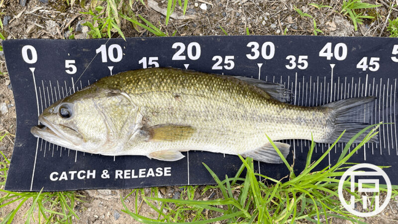 暑さに耐えての45cmアップ2匹！計7匹も小バス多し｜霞ヶ浦水系ブラックバス釣りブログ