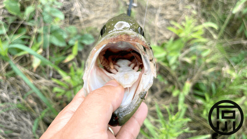 見えバスがドライブクローラー丸呑み！｜霞ヶ浦水系ブラックバス釣りブログ