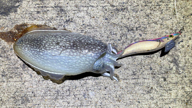 シリヤケイカの刺身は寝かせると旨い！夜のエギングで釣った一杯を食べる