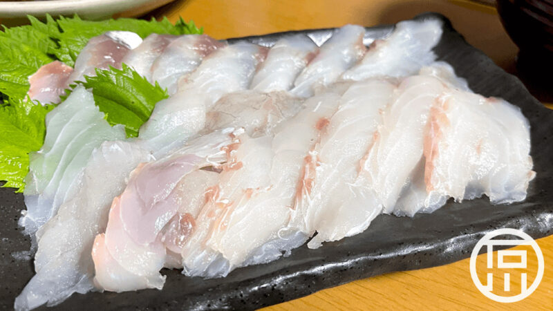 釣った旬の夏のマゴチを料理にしたら絶品！刺身・煮付けで感動