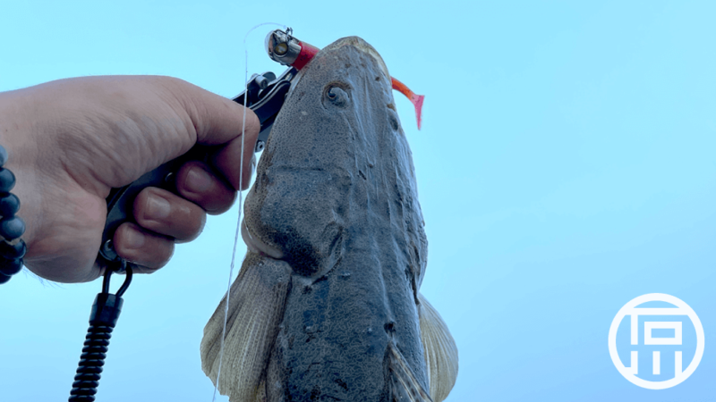 鹿島灘サーフで良型マゴチ55cm！ジョルティのボトムパンプでがっぽし