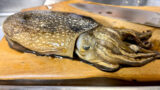 シリヤケイカ用の改造エギの作り方!釣ってすぐ沖漬けにしてみた
