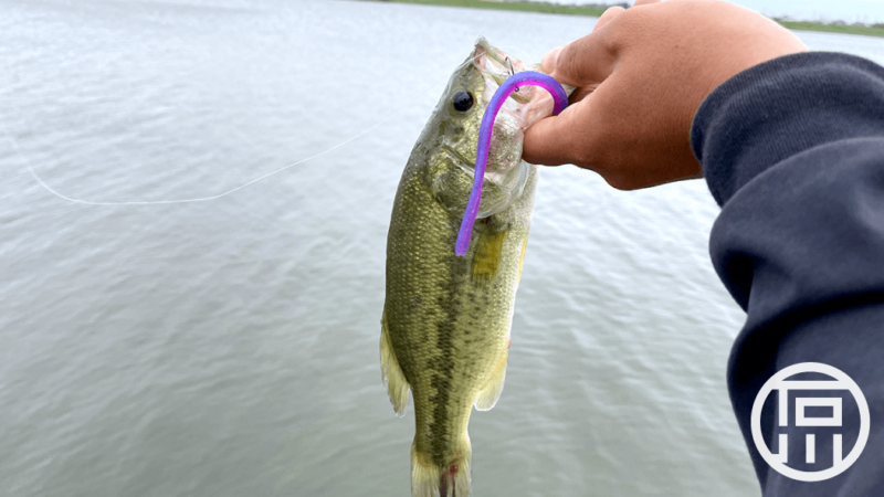 厳しすぎる初秋のバス釣り…巡りめぐってようやく小バス｜霞ヶ浦水系ブラックバス釣りブログ