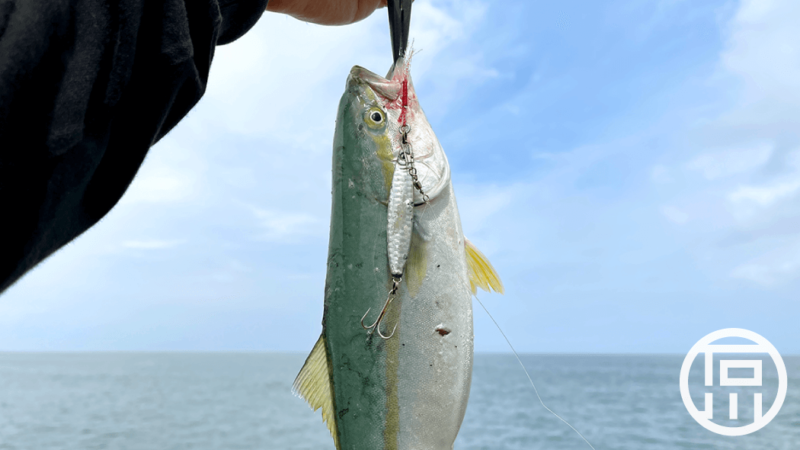 サーフフィッシングでサバ・ワカシ！小物でも楽しい釣り